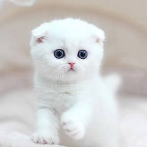 Multivitamin Takviyesi &Ccedil;ok Fonksiyonlu Tabletler Kediler ve K&ouml;pekler K&ouml;pekler i&ccedil;in Doğal Bağışıklık Destek ve Alerji Temizleme 1